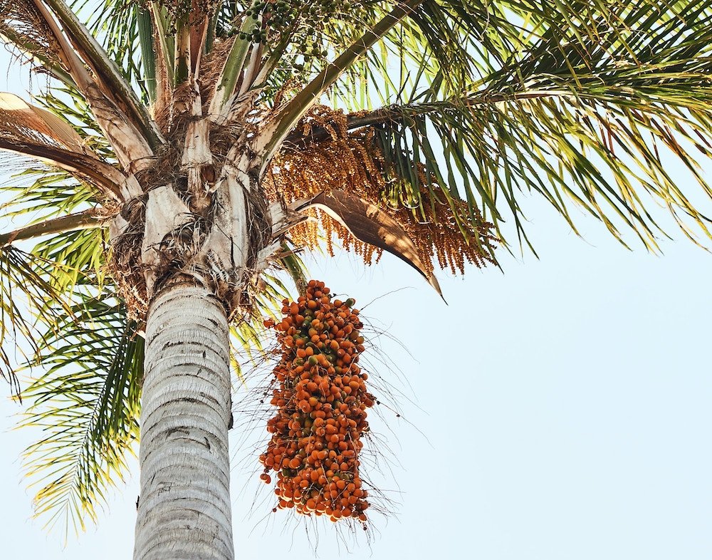 palmier cosmetique bio