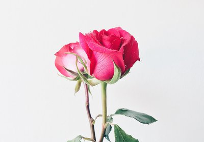 Les bienfaits de la rose dans les cosmétiques bio