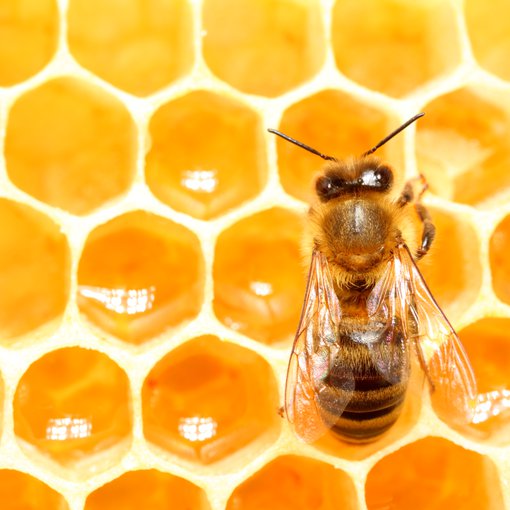 photo-abeille