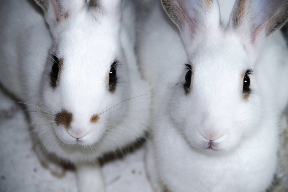 Petit Comparatif Des Labels Vegan Et Cruelty Free En Cosmétique