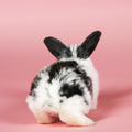 vegan and cruelty free labels